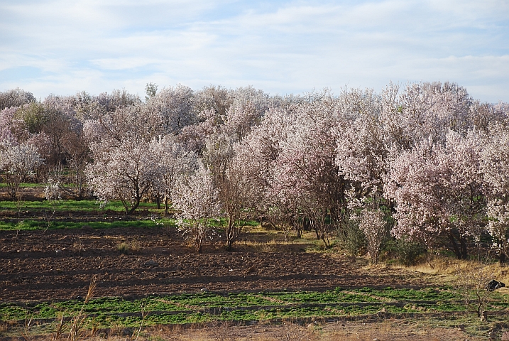 Mandelbl&uuml;te im Antiatlas