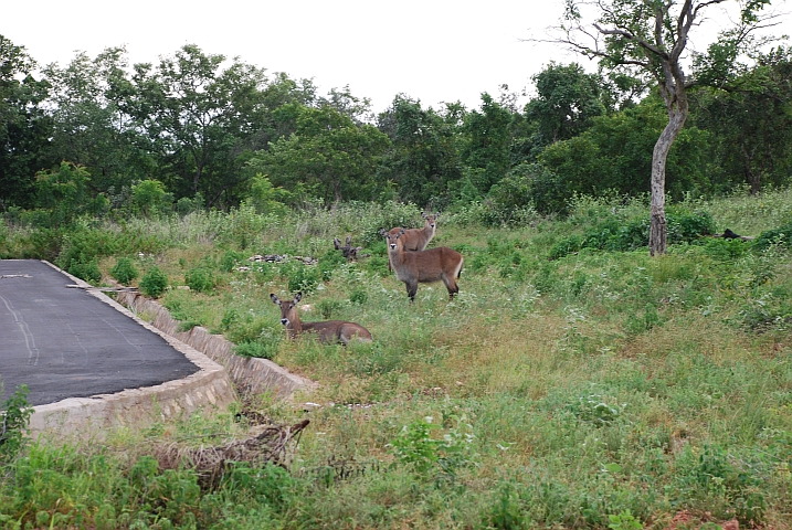Waterbucks