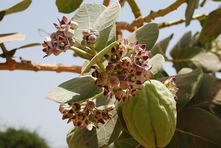 Unbekannte Frucht