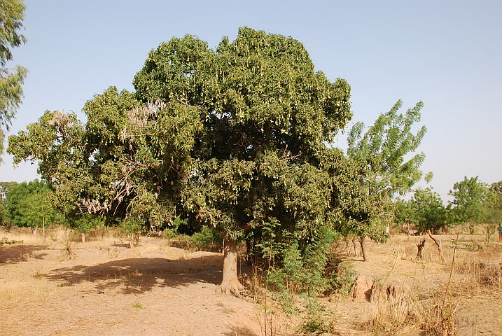 Mangobaum