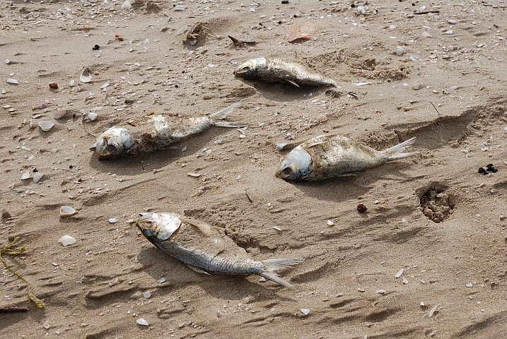 Fische auf der falschen Seite des Sp&uuml;lsaumes in Kafountine