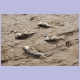 Fische auf der falschen Seite des Sp&uuml;lsaumes in Kafountine