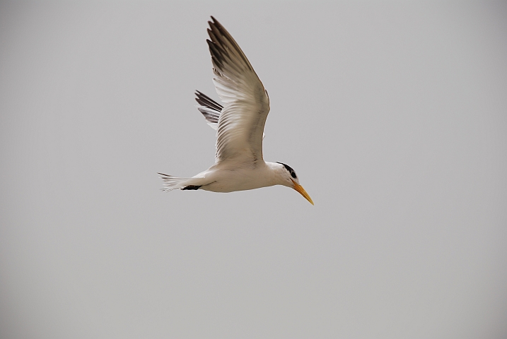 Royal Tern (K&ouml;nigsseeschwalbe)