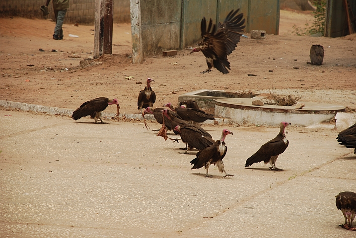Ein paar Hooded Vulture (Kappengeier) lassen sich die Abf&auml;lle einer Strassenmetzgerei munden