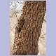 Baum mit stark strukturierter Rinde