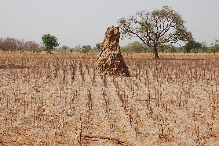 Termitenh&uuml;gel in einem der vielen (mit einer uns unbekannten Kulturpflanze) bebauten Felder in der Casamance