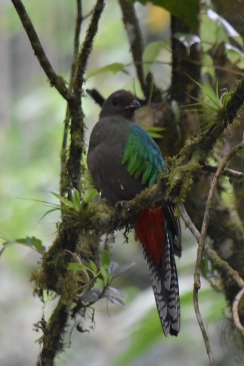 Resplendent Quetzal (Quetzal) (f)