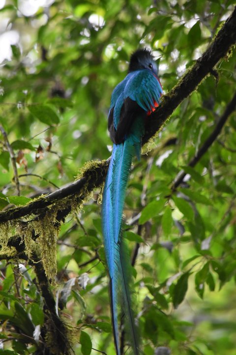Resplendent Quetzal (Quetzal) (m)