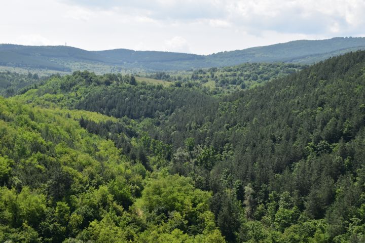 Hier zwischen Sofia und Plovdiv muss es doch fast B&auml;ren geben