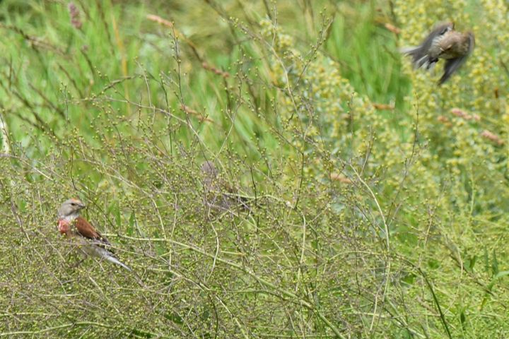 Eurasian Linnet (Bluth&auml;nfling) (m+f)