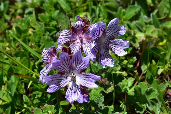 Blau-violette Kaukasus-Bl�ten