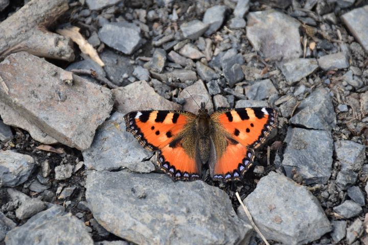 Schmetterling