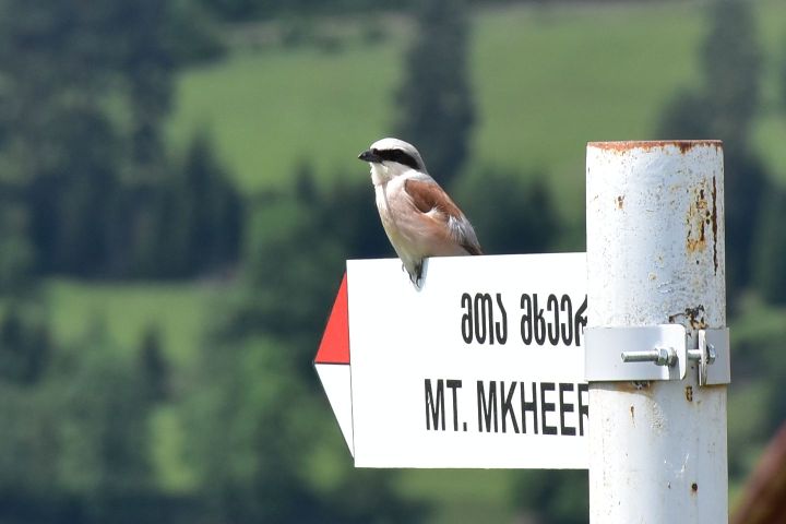 Red-backed Shrike (Neunt&ouml;ter) (m)