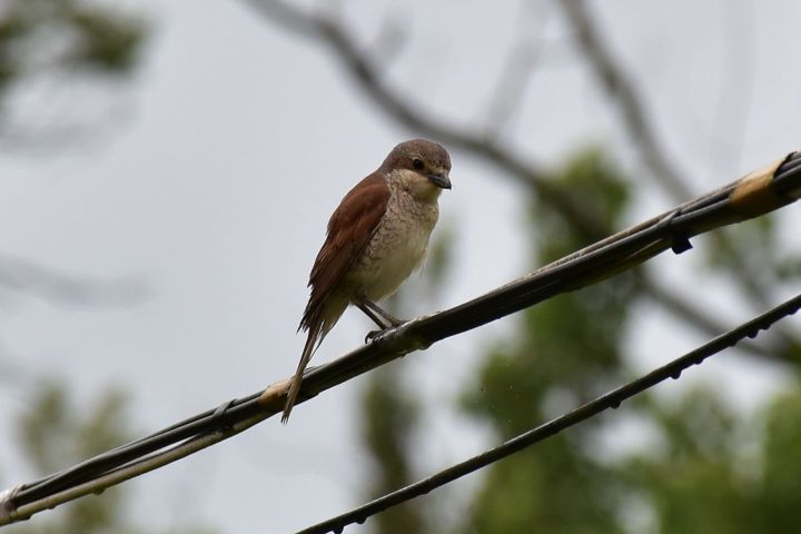 Red-backed Shrike (Neunt&ouml;ter) (f)