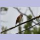 Red-backed Shrike (Neunt&ouml;ter) (f)