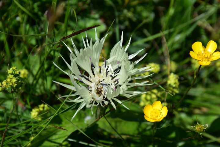 Grazile, weisse Bl&uuml;te