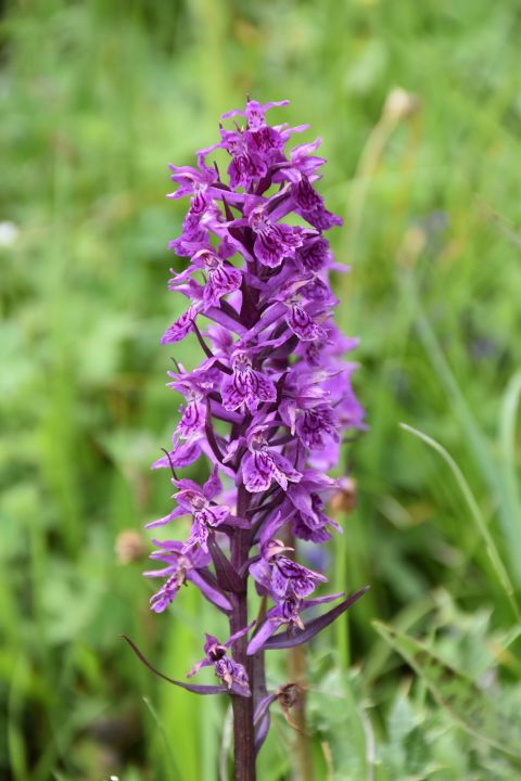 Wundersch&ouml;ne, violette Bl&uuml;te am Jvari Pass bei Gudauri