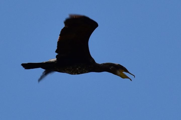 European Shag (Kr&auml;henscharbe)