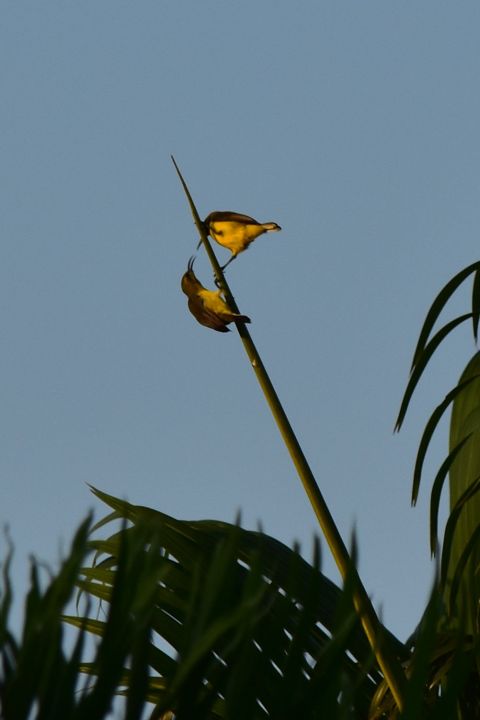 Olive-backed Sunbirds (Gr&uuml;nr&uuml;cken-Nektarv&ouml;gel)