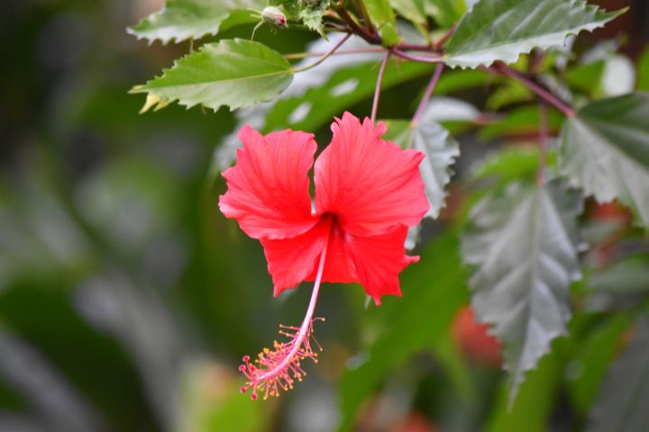 Hibiskusbl&uuml;te, ebenfalls in unserem Garten