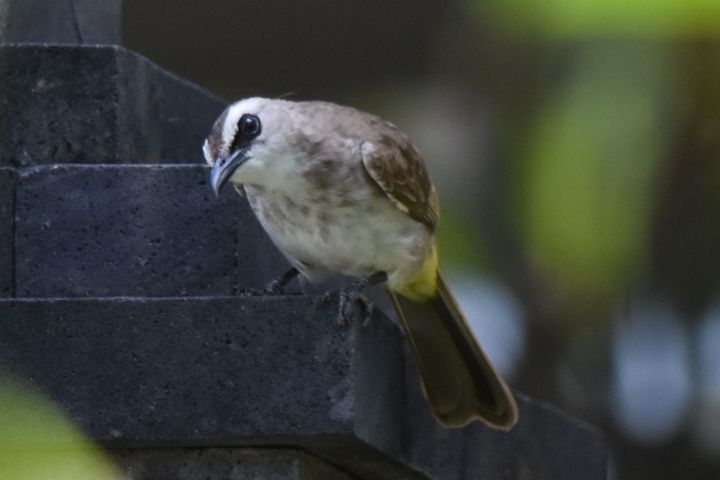 Yellow-vented Bulbul (Augenstreifb&uuml;lb&uuml;l)
