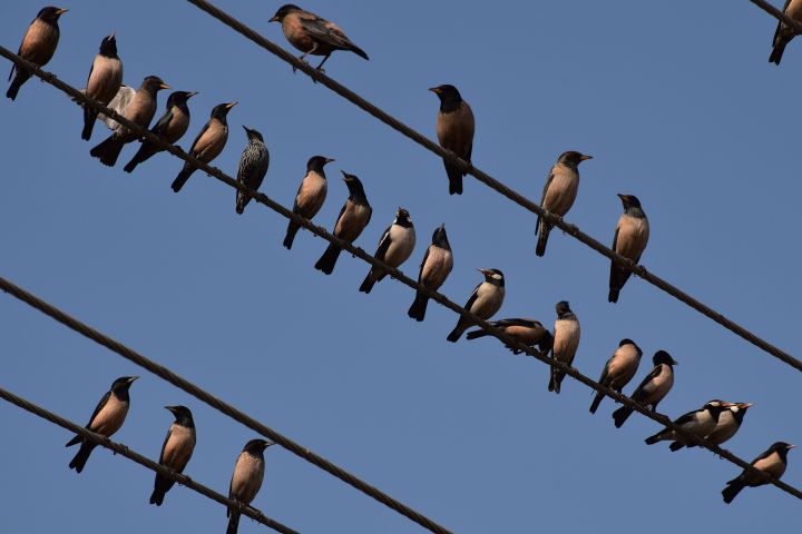 Drei Starenarten auf einem Bild: Rosy Starling (Rosenstare), Asien Pied Starling (Elsterstare) und Common Starling (Star)