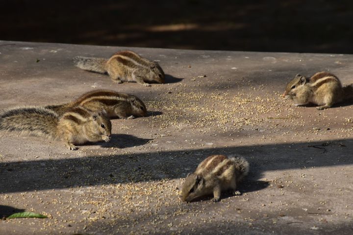 Palmenh&ouml;rnchen beim Futtern