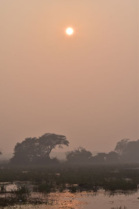 Tiefstehende Sonne sorgt am sp&auml;ten Nachmittag f&uuml;r diesiges Licht im Keoladeo Nationalpark bei Bharatpur, Rajasthan