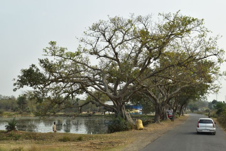 B&auml;ume an einem Wasserspeicher bei Ahmadpur