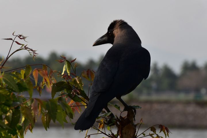 Eastern Jungle Crow (Dickschnabelkr&auml;he)