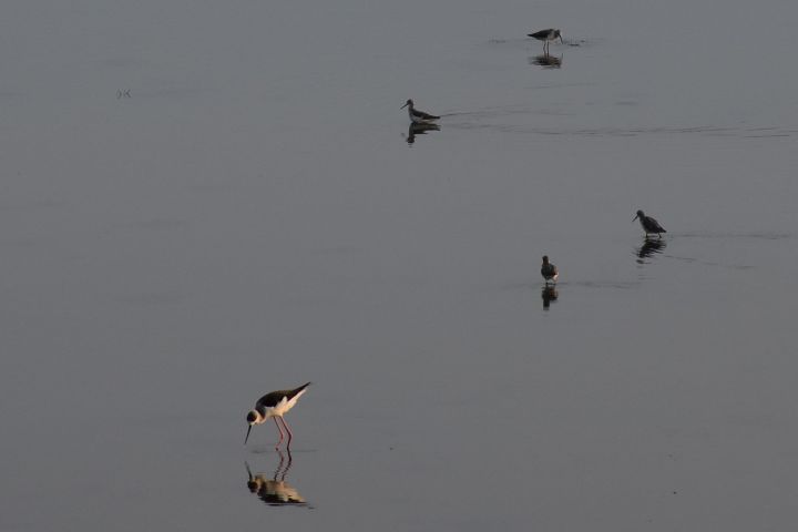 Black-winged Stilt (Stelzenl&auml;ufer) und andere Watv&ouml;gel am Chilika Lake