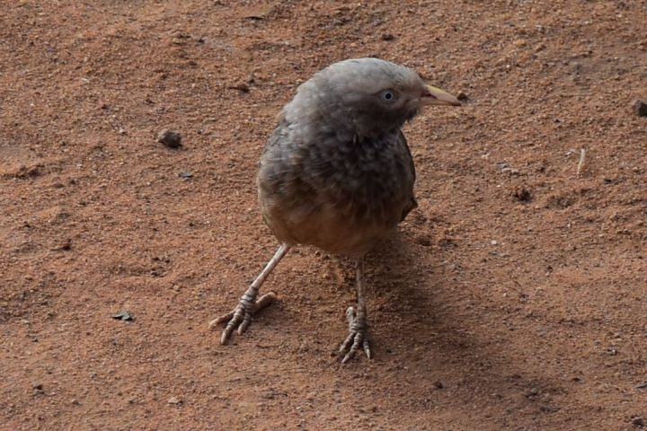 Wahrscheinlich ein Yellow-billed Babbler (Gelbschnabeldrossling)
