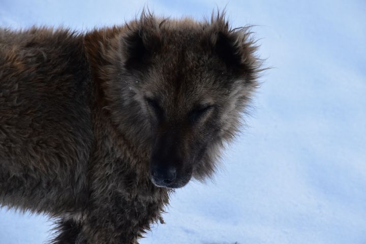 W&auml;r&rsquo;s kein Hund, w&auml;r&rsquo;s ein Wolf
