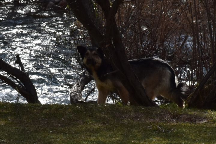 Dieses Tier am Fluss ist wahrscheinlich doch ein Hund