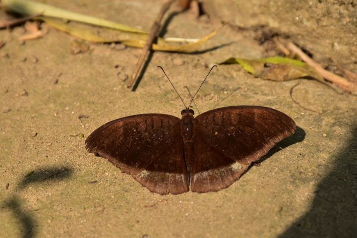 Schmetterling