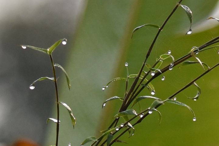 Morgentau
