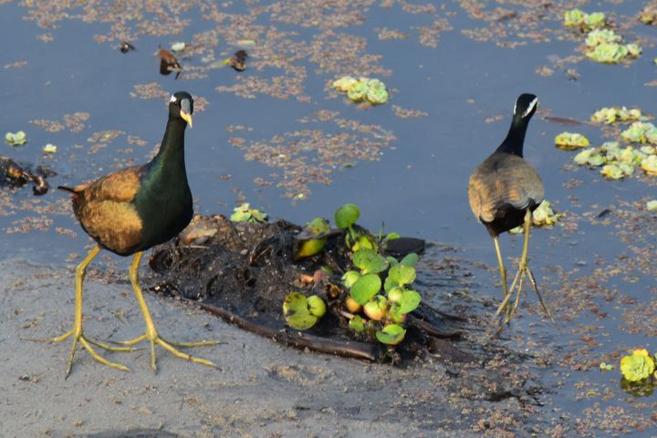 Bronze-winged Jacana (Hindublatth&uuml;hnchen)