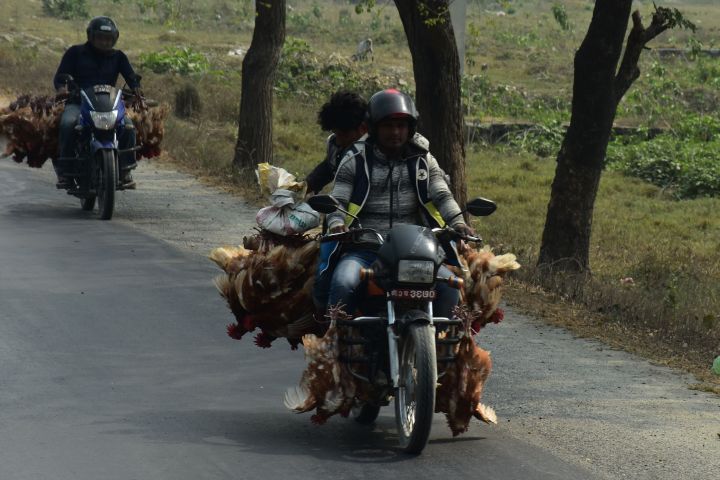 Gefl&uuml;geltransport per Motorrad