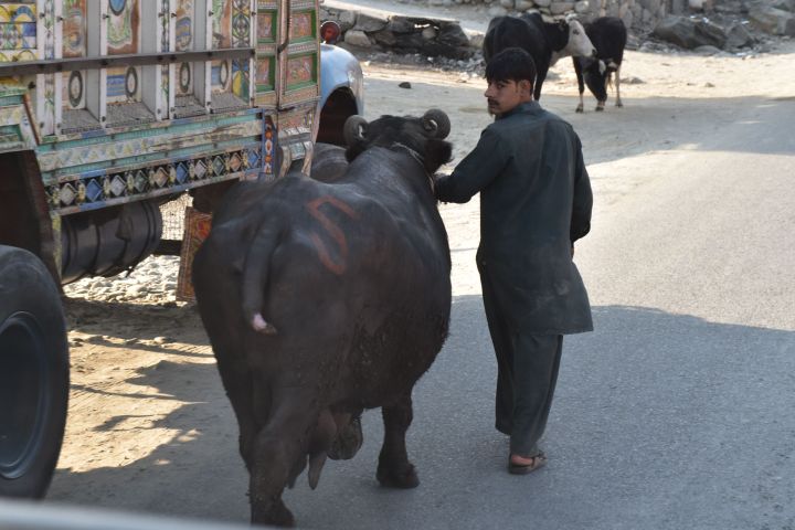 Wasserb&uuml;ffel sind ein in Pakistan verbreitetes Nutztier