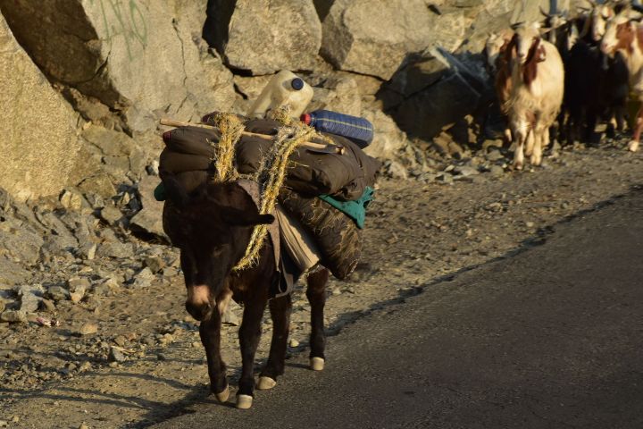 Bepackter Esel als unerm&uuml;dlicher Helfer der Viehtreiber im Norden Pakistans