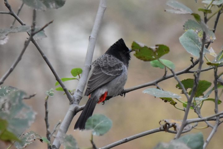 Red-vented Bulbul (Russb&uuml;lb&uuml;l)