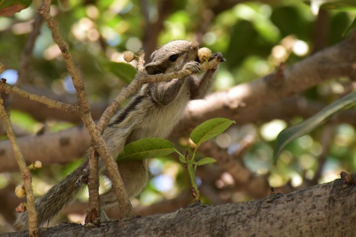 Palmenh&ouml;rnchen beim Futtern