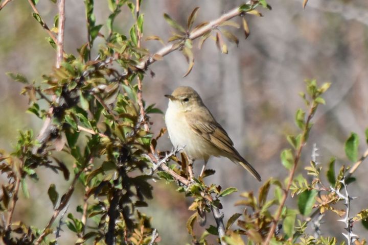 Entweder Booted Warbler (Buschsp&ouml;tter) oder Sykes&rsquo;s Warbler (Steppensp&ouml;tter)