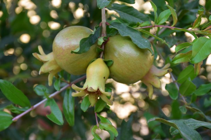 Granat&auml;pfel im Entstehen