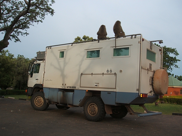 2 Affen sitzen auf Obelix&rsquo; Dach-Reelingen (Yankari National Park, Nigeria)